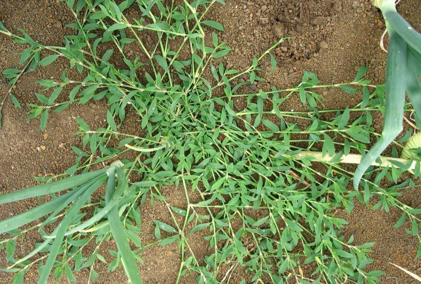 Wireweed